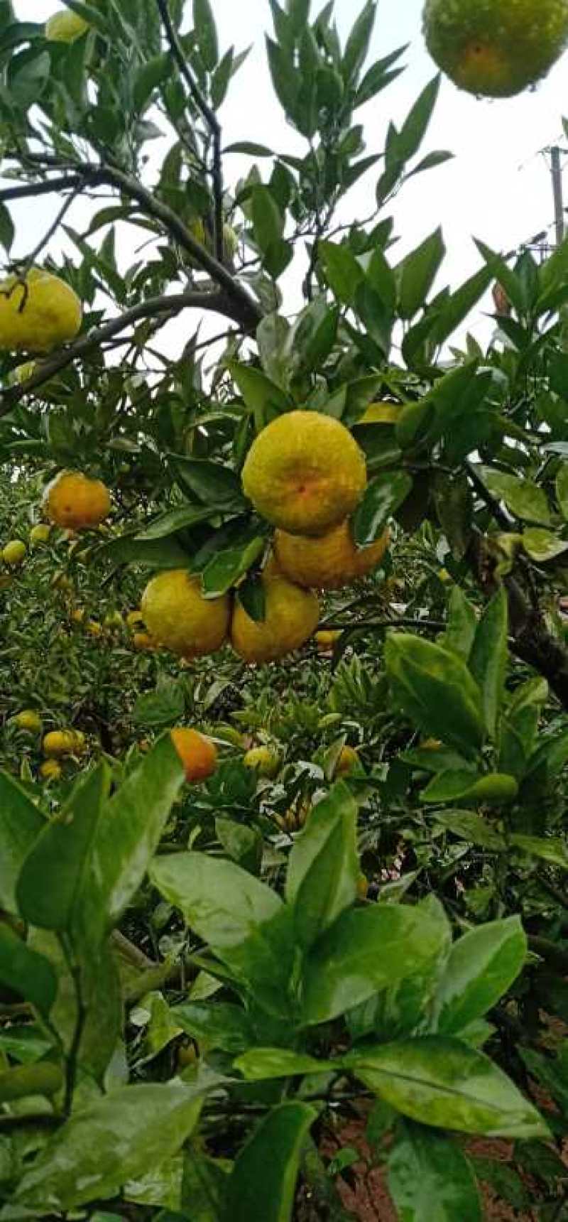 大量出售特早蜜橘蜜柚出售。