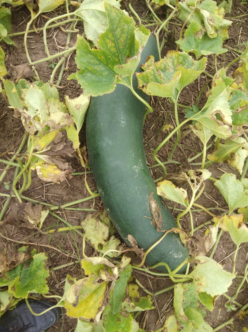 黑皮冬瓜（皮薄肉厚）