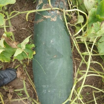 黑皮冬瓜（皮薄肉厚）