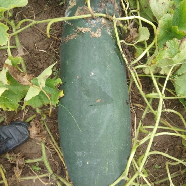 黑皮冬瓜（皮薄肉厚）