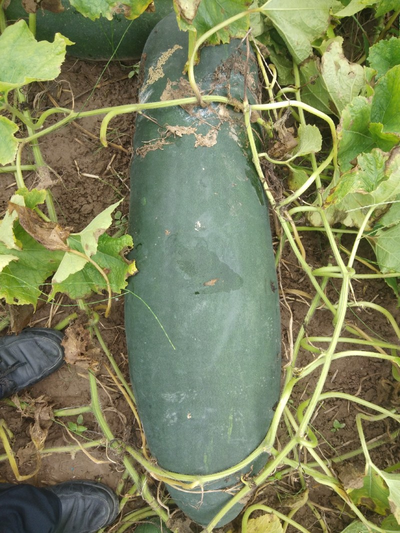 黑皮冬瓜（皮薄肉厚）