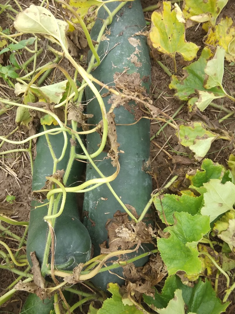 黑皮冬瓜（皮薄肉厚）