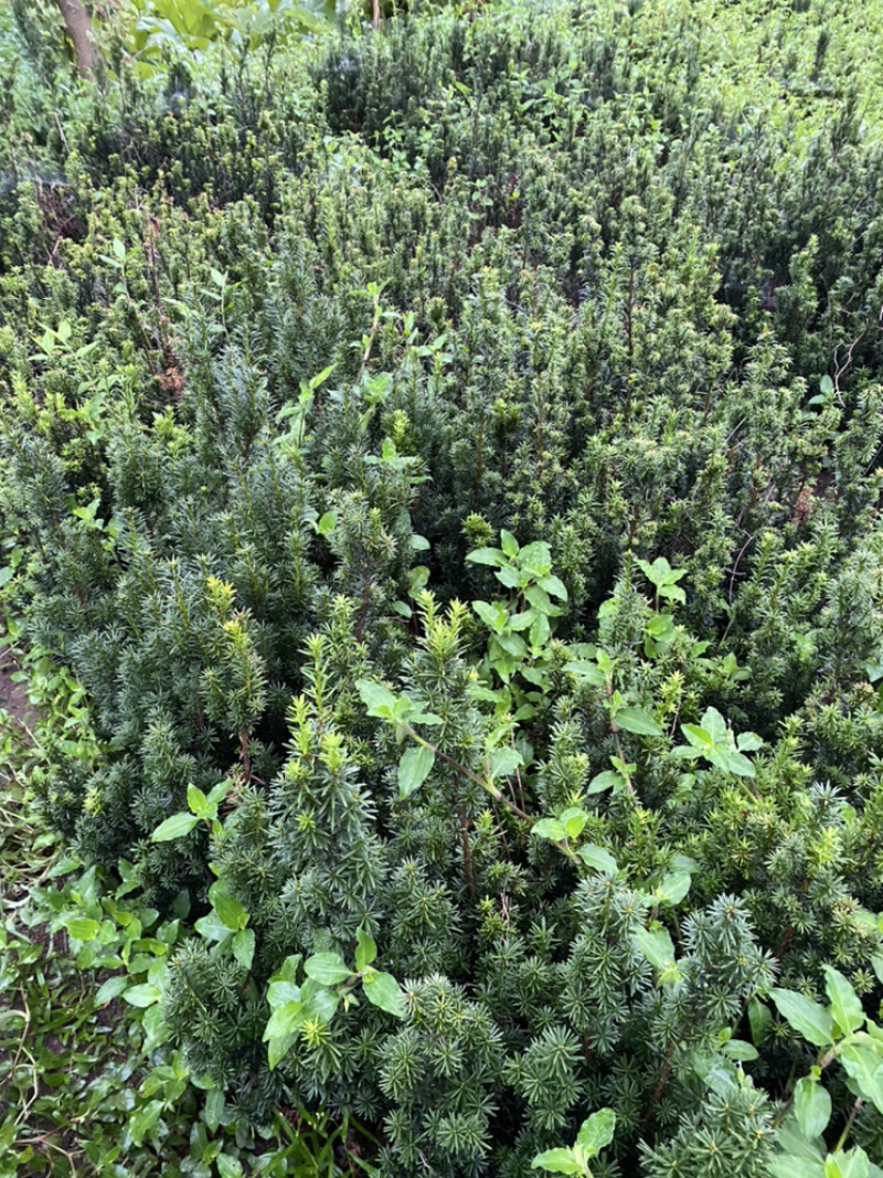 曼迪亚红豆杉因占地建设低价出售，量大从优