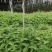 （木姜子苗）现挖现卖品种纯正裸根袋苗都有