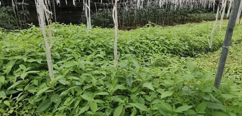 （木姜子苗）现挖现卖品种纯正裸根袋苗都有