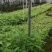 （木姜子苗）现挖现卖品种纯正裸根袋苗都有