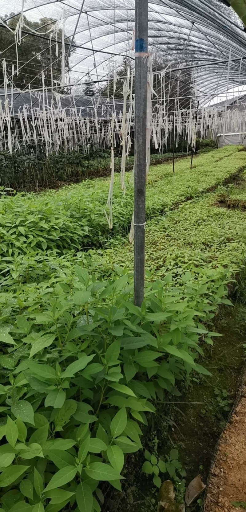 （木姜子苗）现挖现卖品种纯正裸根袋苗都有