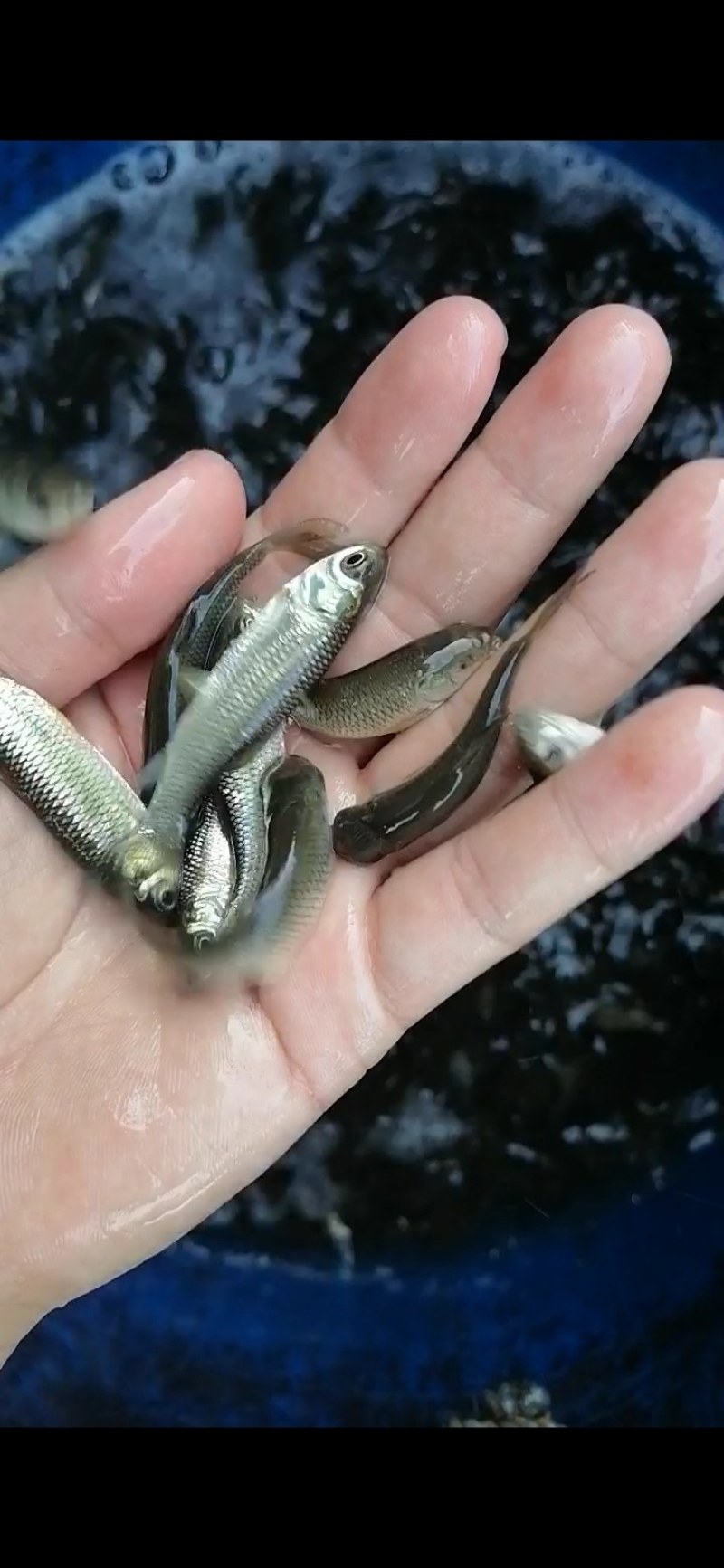 长江一号草鱼苗，广东鱼苗批发，产地直销，量大从优