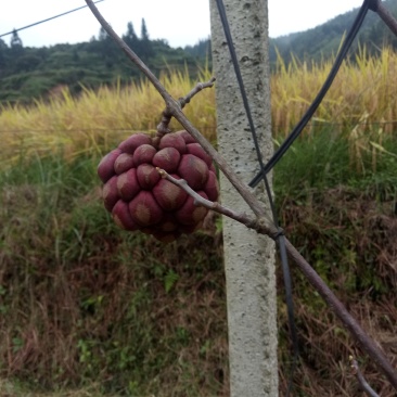 黑老虎水果原产绿色食品