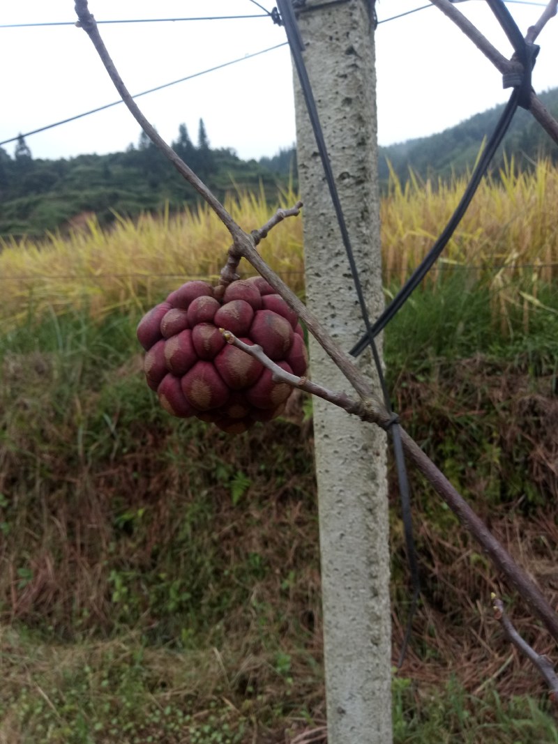黑老虎水果原产绿色食品