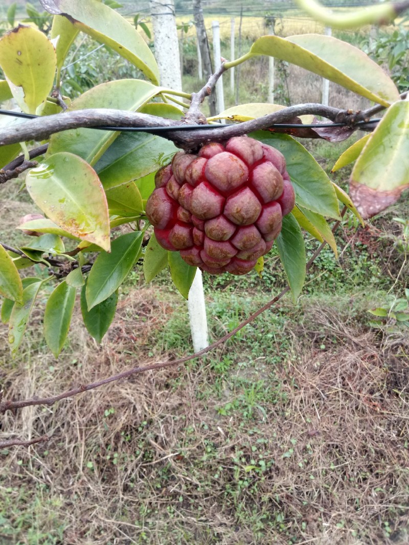 黑老虎水果原产绿色食品