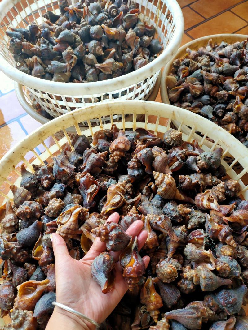 鲜活海螺深水螺红尖螺红鲤螺小金螺视频看货东港当地产地直销
