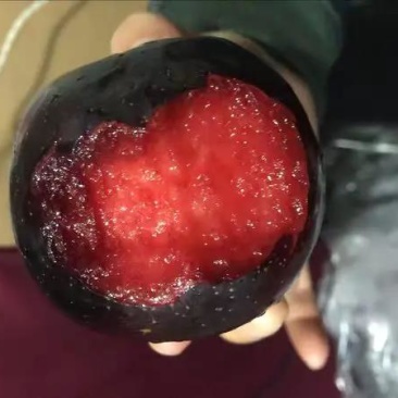 无核冰糖李子苗纯种嫁接苗抗虫抗病包成活包技术