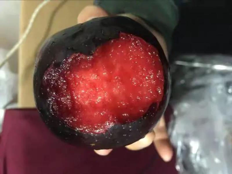 无核冰糖李子苗纯种嫁接苗抗虫抗病包成活包技术