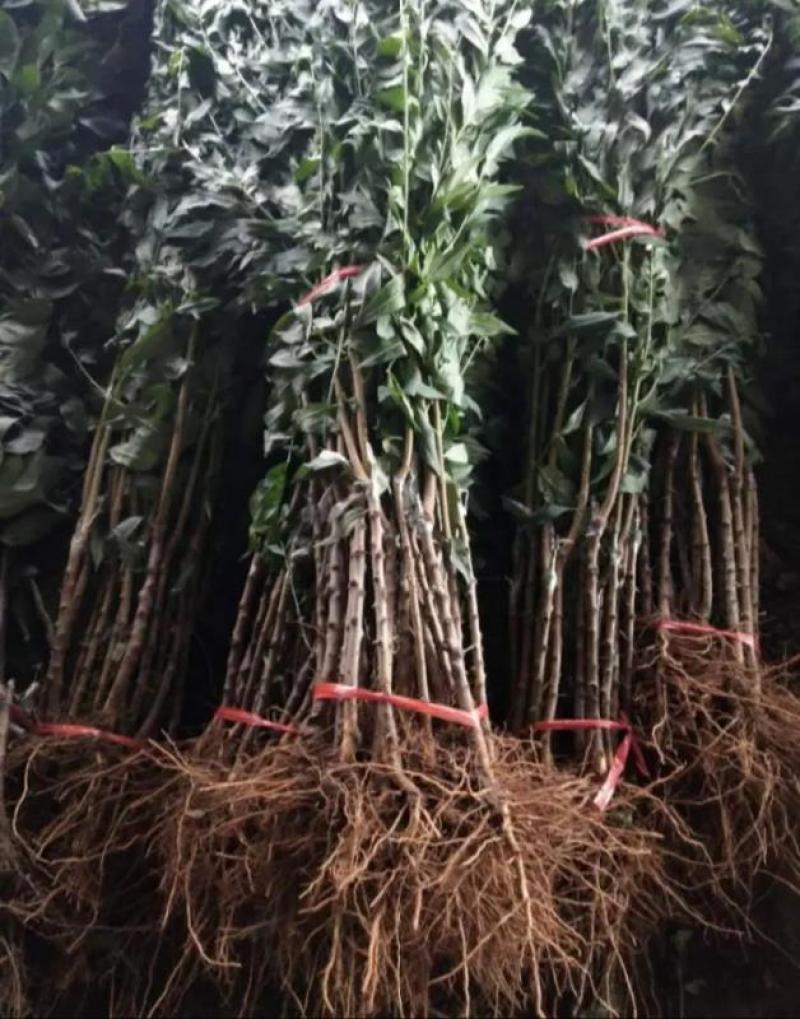 无核冰糖李子苗纯种嫁接苗抗虫抗病包成活包技术