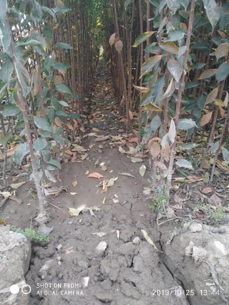 无核冰糖李子苗纯种嫁接苗抗虫抗病包成活包技术