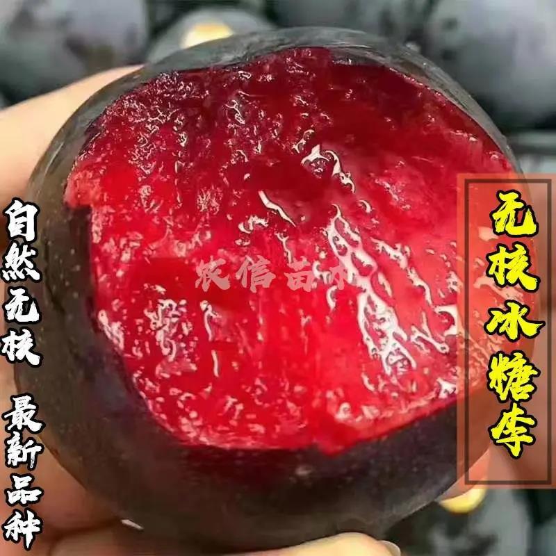 无核冰糖李子苗纯种嫁接苗抗虫抗病包成活包技术