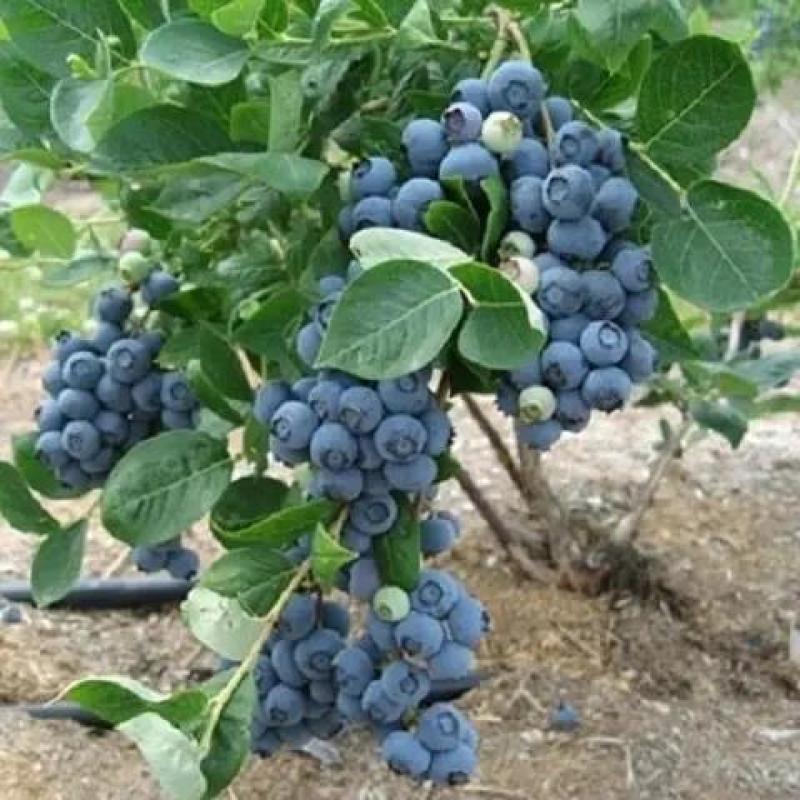 优质蓝莓树苗品种齐全盆栽地栽南北方种植死苗补发