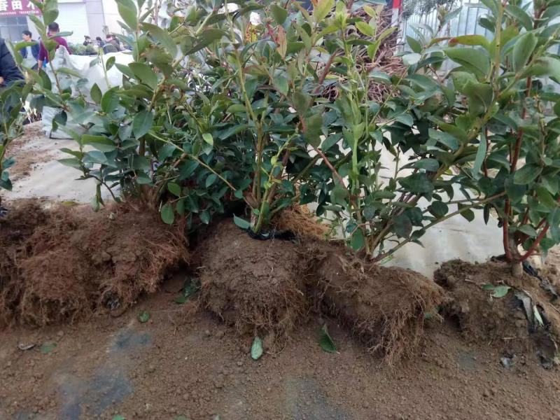 优质蓝莓树苗品种齐全盆栽地栽南北方种植死苗补发