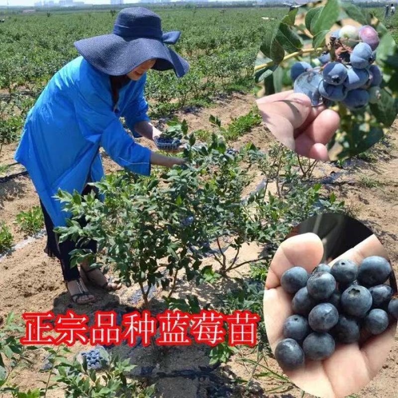 优质蓝莓树苗品种齐全盆栽地栽南北方种植死苗补发
