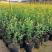 优质蓝莓树苗品种齐全盆栽地栽南北方种植死苗补发