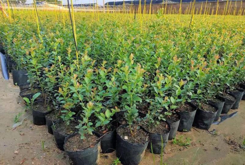 优质蓝莓树苗品种齐全盆栽地栽南北方种植死苗补发
