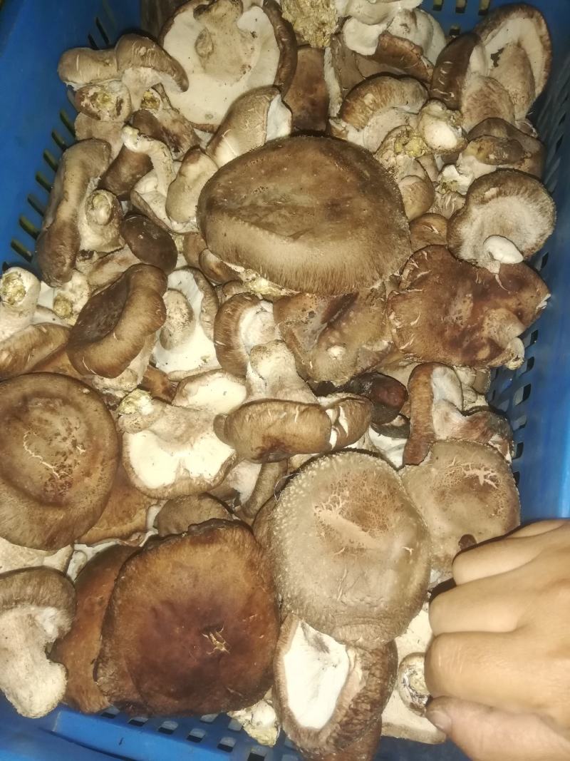 河北省唐山市遵化市，新鲜香菇产地，香菇帽，量大价优