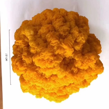 野生菌食用菌，金耳，各种鲜货，冻品，干货