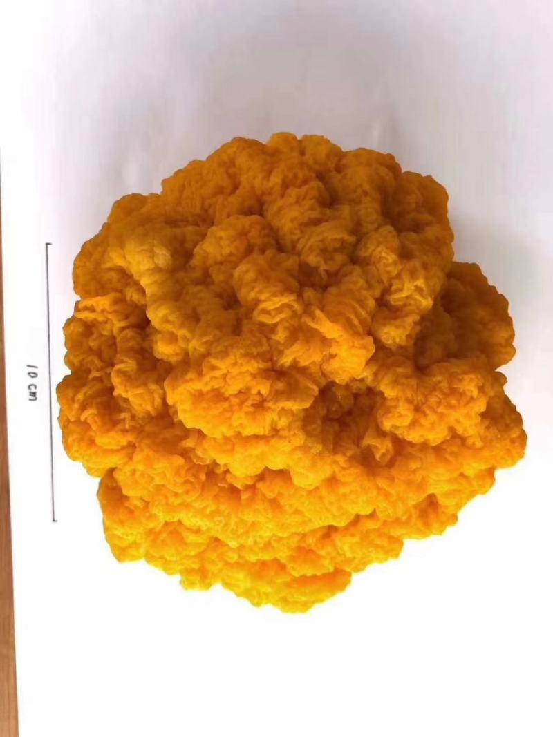 野生菌食用菌，金耳，各种鲜货，冻品，干货
