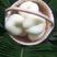 新品种白桃苗白如玉桃甜度，高耐寒耐旱包技术死苗补发