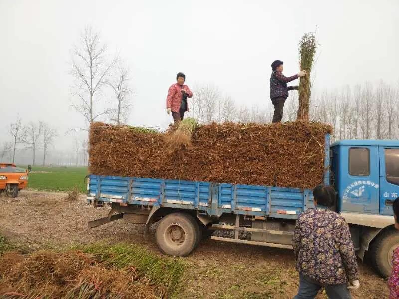 新品种白桃苗白如玉桃甜度，高耐寒耐旱包技术死苗补发