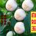 新品种白桃苗白如玉桃甜度，高耐寒耐旱包技术死苗补发