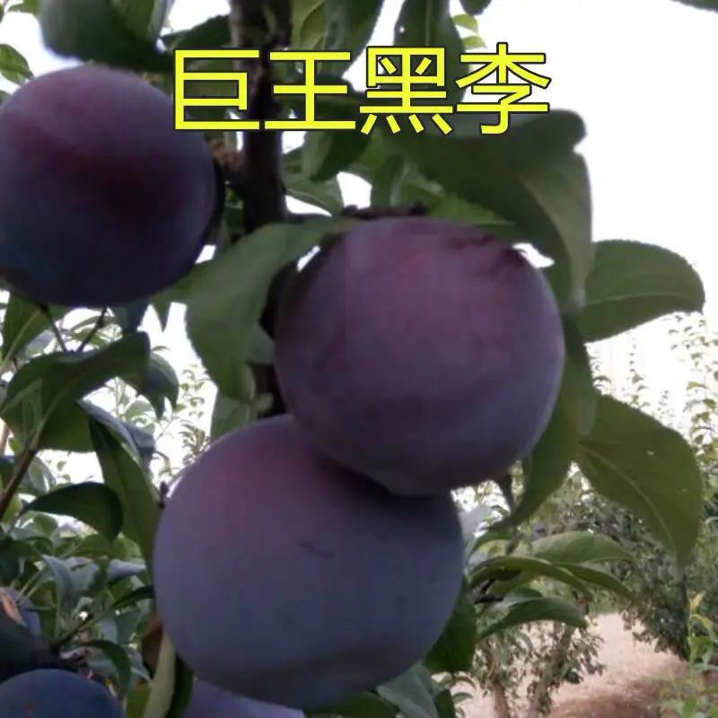 【热卖】新品种美国黑巨王李子苗果实巨大离核味暴甜耐储存