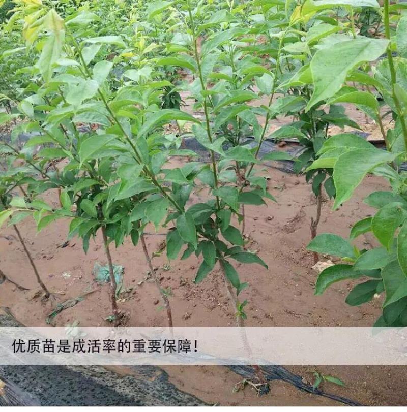 【热卖】新品种美国黑巨王李子苗果实巨大离核味暴甜耐储存