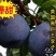 【热卖】新品种美国黑巨王李子苗果实巨大离核味暴甜耐储存