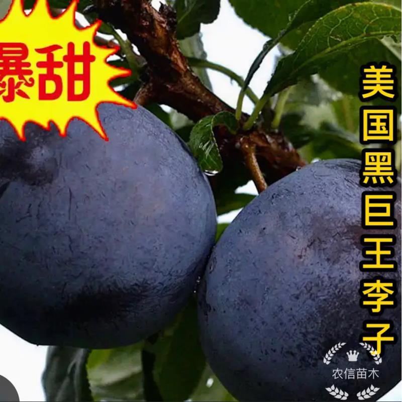 【热卖】新品种美国黑巨王李子苗果实巨大离核味暴甜耐储存