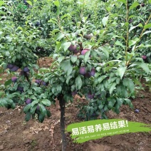 【热卖】新品种美国黑巨王李子苗果实巨大离核味暴甜耐储存