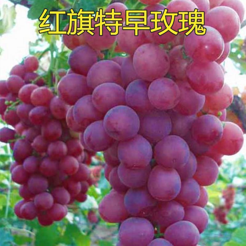 双季无架树葡萄巨峰阳光玫瑰美国红提盆栽地栽葡萄苗