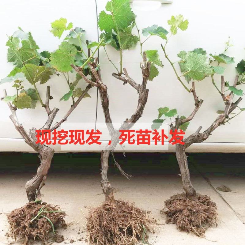 双季无架树葡萄巨峰阳光玫瑰美国红提盆栽地栽葡萄苗