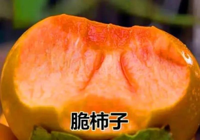 【保真】矮化无核甜脆柿子树苗新品种摘下即可食用包技术