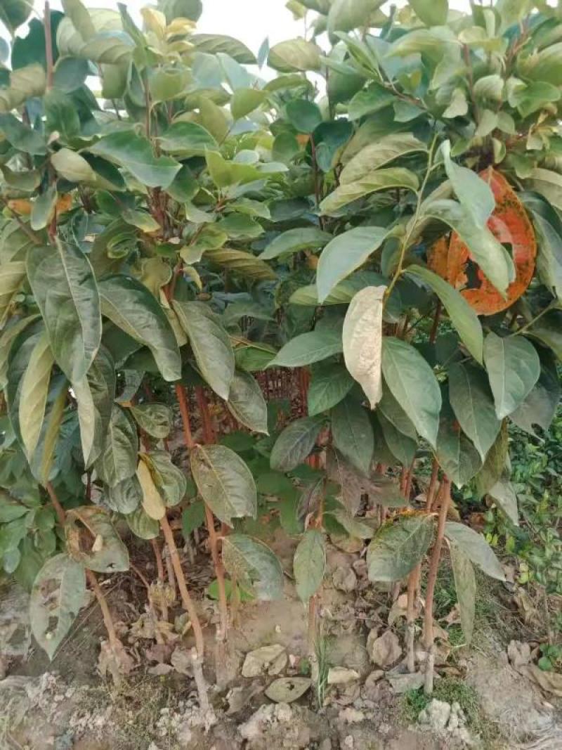 【保真】矮化无核甜脆柿子树苗新品种摘下即可食用包技术