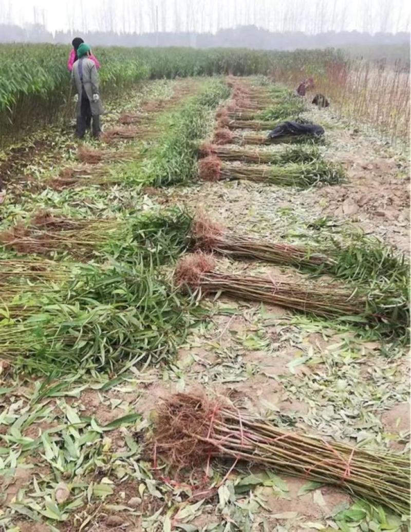 【保真】矮化无核甜脆柿子树苗新品种摘下即可食用包技术