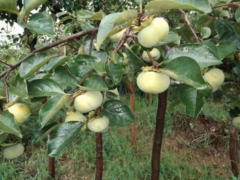 【保真】矮化无核甜脆柿子树苗新品种摘下即可食用包技术