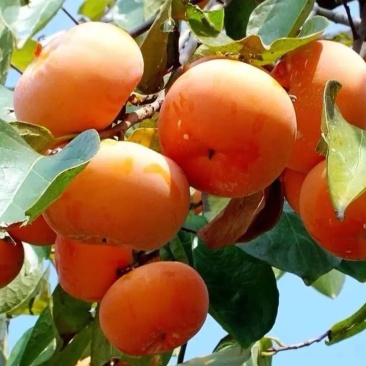 【保真】矮化无核甜脆柿子树苗新品种摘下即可食用包技术