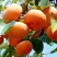 【保真】矮化无核甜脆柿子树苗新品种摘下即可食用包技术