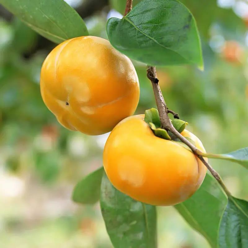 【保真】矮化无核甜脆柿子树苗新品种摘下即可食用包技术