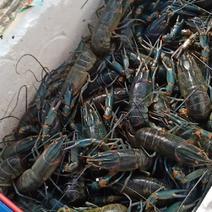 本地澳洲淡水小龙虾，成品虾，商品虾大量上市，