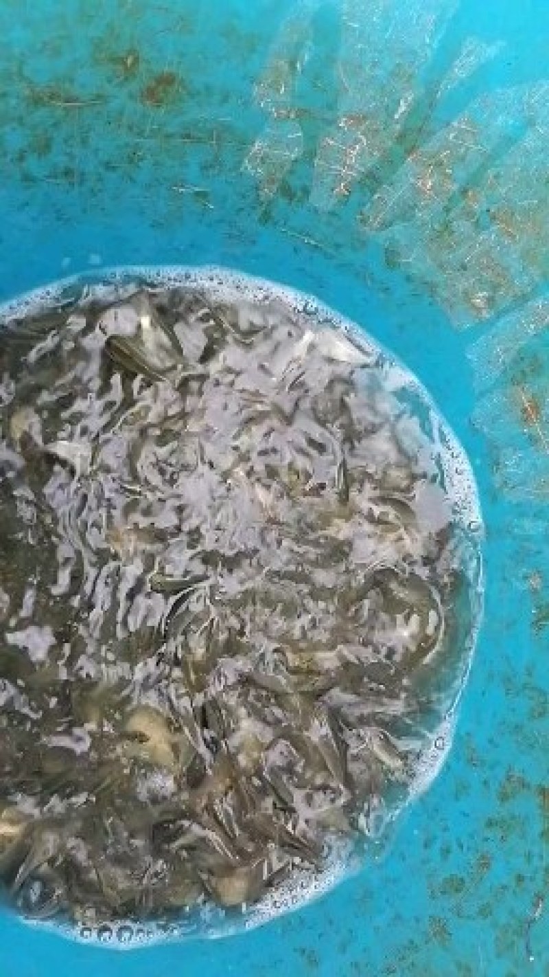鲤鱼苗，建鲤鱼苗，广东鲤鱼苗批发，产地直销
