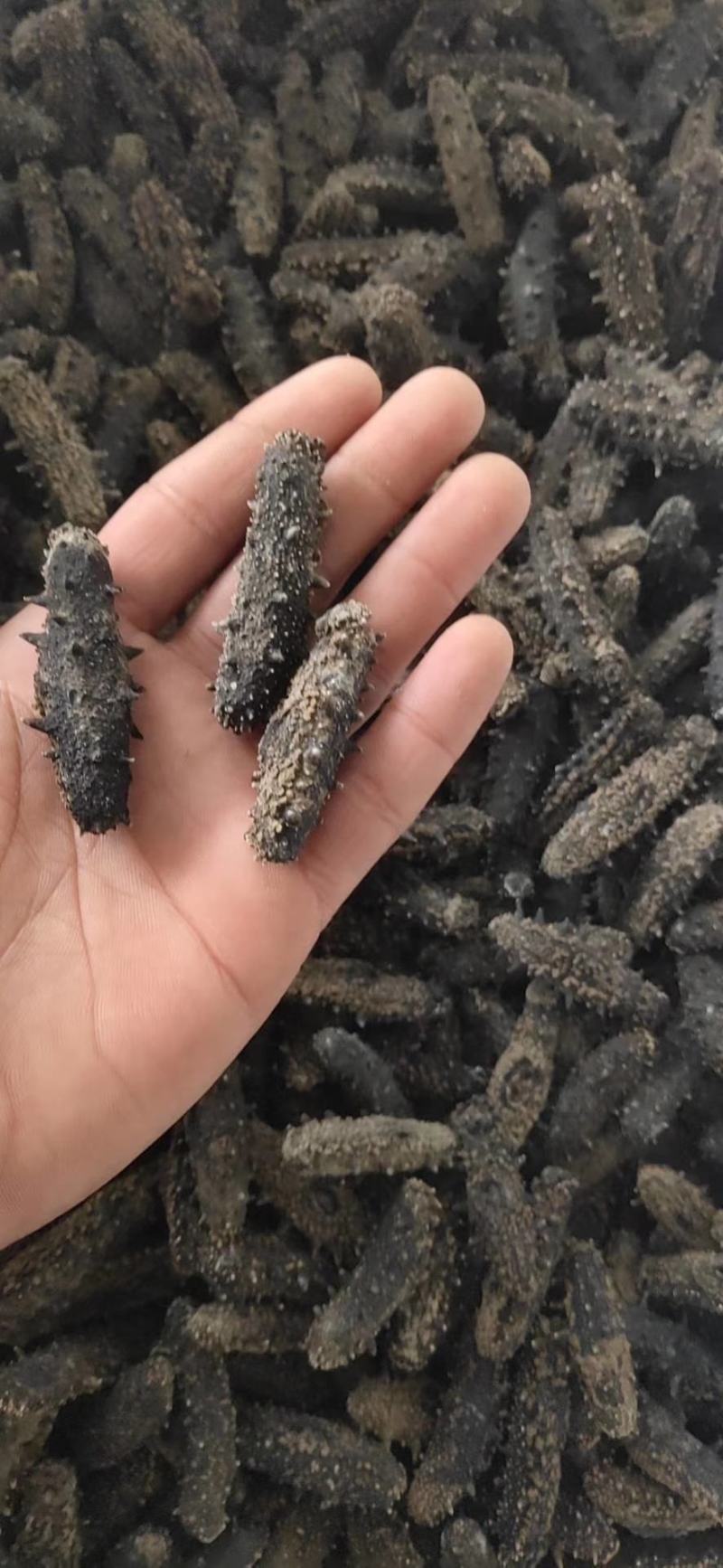海参(即食干参)一手货源，欢迎各位老板详谈！参鲍礼盒组合