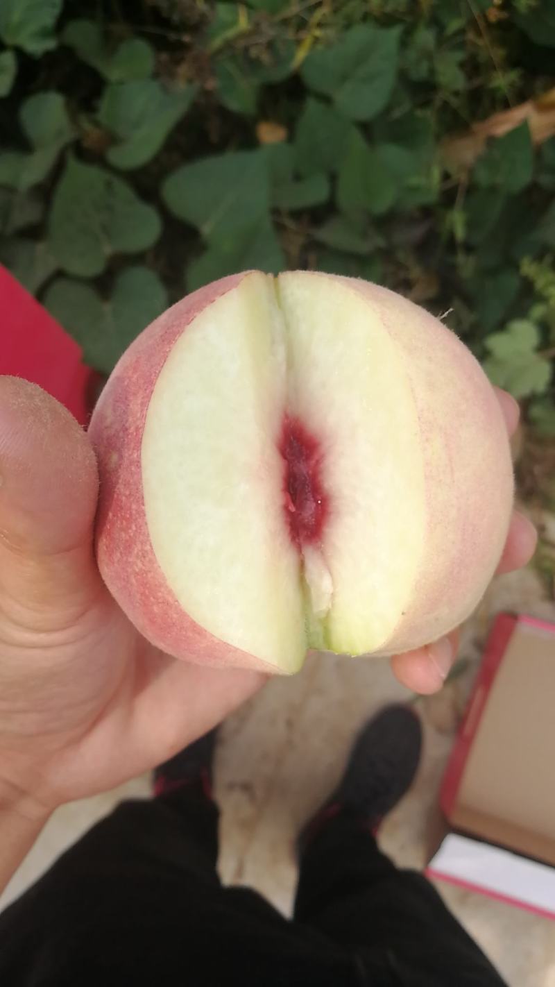 金秋红蜜桃上市中，量大果优，口感好，万亩产地